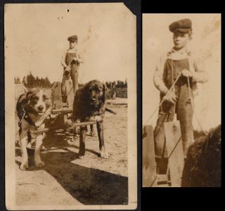 Freak Giant Dog Rickety Dog Cart & Inventive Farm Boy 1900s Vintage Photo