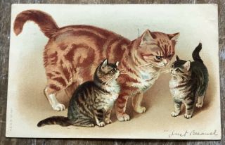 Vintage Cat Kitten Postcard 1908 Adorable