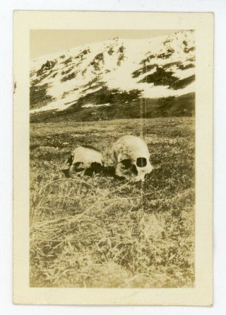 Antique Photo Human Skull Head Death Post Mortem Unusual Odd Halloween Vibe War