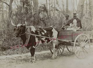 Vintage Old Photo Reprint Civil War Era African American Black Man Woman & Oxen