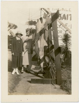 Two Women With Shark Catch 1931 Old Found Photo Snapshot Miami Florida Fishing