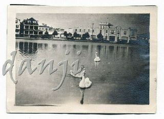 Swans On Wesley Lake By Car,  Buildings At Asbury Park Or Ocean Grove Nj Old Photo