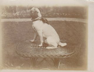 Old Vintage Photo Pet Animal Bulldog Mastiff Dog Bx379