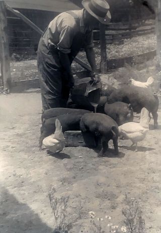 Vintage B&w Photo Negitive Old Wv Man Farmer Feeding Hogs Pigs Chicken Animals 4