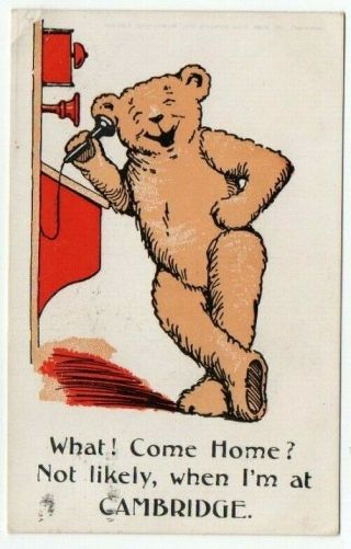 Comic Teddy Bear Postcard At Cambridge E.  Mack Series Vintage 1914