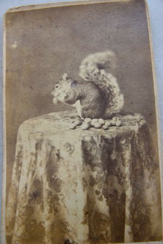 Antique Cdv Photo Squirrel Sitting On Table Eating A Nut