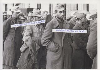 Ww2 Press Photograph Foto Photo Prisoner Soldier Afrika Korps Tunisia 1943 Top