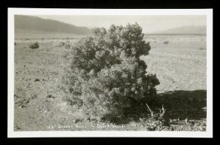 1930s Vintage Stephen Willard Rppc Desert Holly Death Valley California Postcard