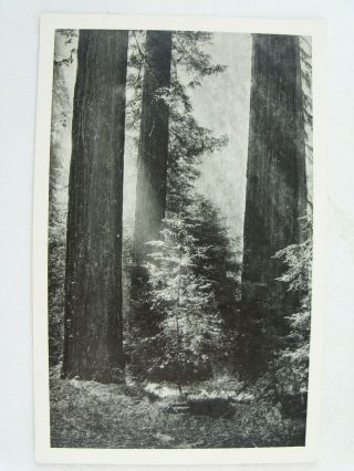Vtg 1936 Hendy Grove Redwood Trees,  Mendocino County,  J.  C.  Bardell Ca Postcard