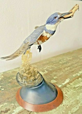 Hand Carved Painted Wooden Bird Statue/decoysigned J.  E.  Hazeley Kingfisher