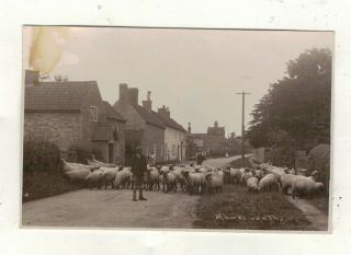 Notts,  Hawksworth Village,  Sheep In Road.  Old R.  P.  Postcard