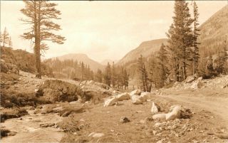 Yosemite National Park Boysen Studio Old Real Photo Postcard