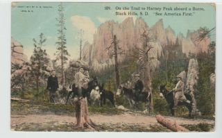 Black Hills Sd Postcard 1911 Trail To Harney Peak People Riding Burros Old Lead