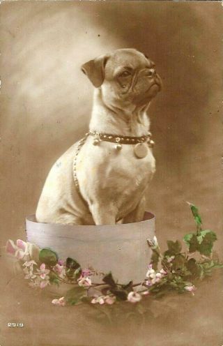 Pug Dog With Bells & Tag Sits In Hat Box Vintage Rppc Tinted Real Photo Postcard