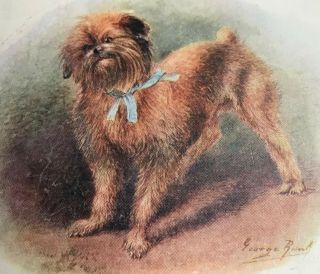 1923 Brussels Griffon Bruxellois A/s George R Old Dog Pc