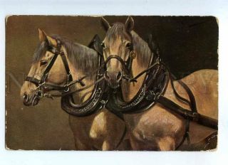 214862 Two White Horse By Muller Vintage Postcard