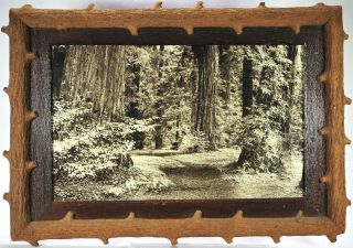 Vtg Large 14x20 Framed Photo " Art - Ray " California Redwoods B&wsepiasilvergelatin