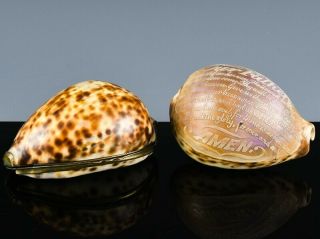 2 Fine 19thc Antique Cowrie Seashells - Snuff Box & Cameo Carved W Lord 