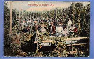 Early 1907 Hop Picking At Ledbury Herefordshire Local Vintage Postcard