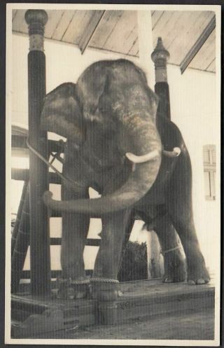 Qa5 Thailand Siam Old Real Photo Postcard The White Elephant Phra Sveta