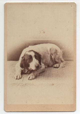 1890s Cabinet Photo Of Crouching Dog By J.  V.  Dabb Of Lemars Iowa