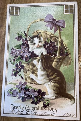 Vintage Cat Kitten Postcard Cats In Basket Violets Hearty Congratulations 1909