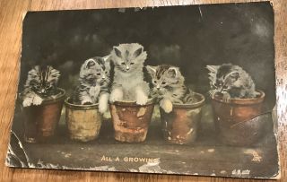 Vintage Postcard Raphael Tuck “all A Growing” Cats Kittens In Clay Pots