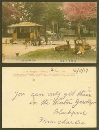 Japan 1917 Old Hand Tinted Postcard Kasuga Park Nara Deer Cherry Blossoms 奈良春日公園