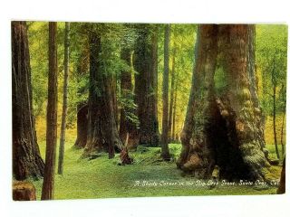 Vintage Postcard A Shady Corner In The Big Tree Grove Santa Cruz Ca California