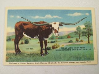 Vintage Old Tex Texas Long Horn Steer Linen Postcard Souvenir San Antonio
