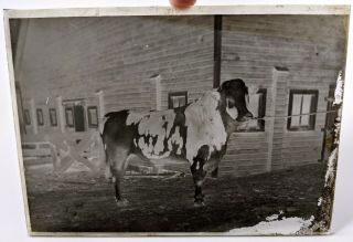Antique 1900’s Glass Negative Photo Bull Cattle On Michigan Farm Livestock 7x5”