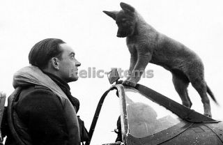 Ww2 Picture Photo Royal Air Force Spitfire Pilot And His Dog On An Aircraft 0587