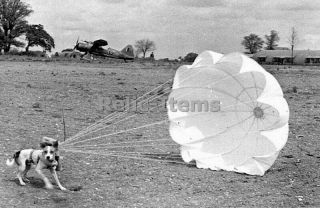 Ww2 Picture Photo United States Army Parachute Dog 1610