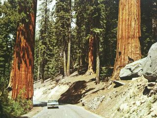 Highway Through The Redwood Trees - Small Old Car Huge Trees - Vintage Postcard