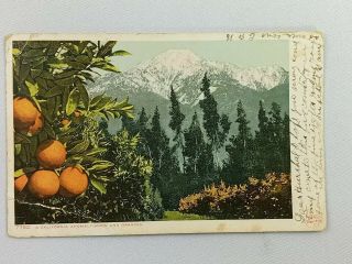 Vintage Postcard A California Anomaly Snow& Oranges Post 1908 Orchard & Mountain