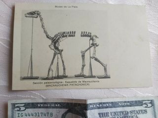 Old Museum La Plata Paleontology Skeleton Macrauchenia Patachonica Postcard Bl4