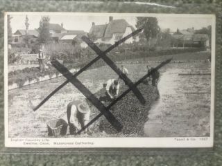 Old Postcard Of Watercress Gathering At Ewelme,  Wallingford,  Oxfordshire