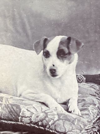 Victorian Carte De Visite CDV: Young Lady Pet Dog : Hull: Bridport: 1 Of 2 3