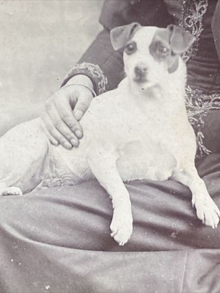 Victorian Carte De Visite CDV: Young Lady Pet Dog: Hill Bridport: 2 Of 2 3