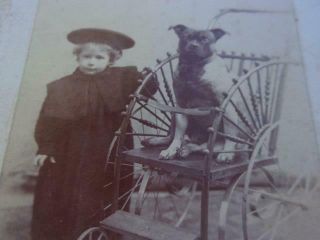 Cabinet Card.  Little Girl Or Boy With Dog In Carriage Whitaker Berryville Va