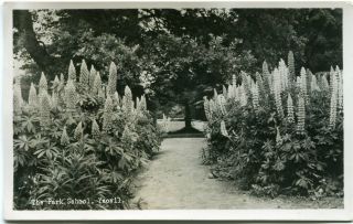 Yeovil - The Park School - Old Real Photo Postcard View 4