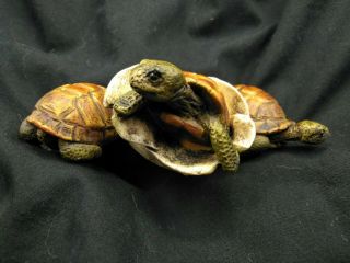 Vintage Castagna 1988 Baby Turtle Figurine Made In Italy
