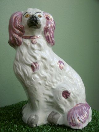 19thc Staffordshire Pink Lustre Spaniel Dog With Yellow Eyes C.  1860 