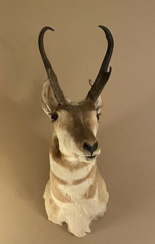 Vintage Antelope Pronghorn Head Shoulder Mount Taxidermy Whitetail Deer Montana