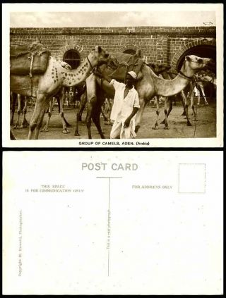 Aden Yemen Group Of Camels Arabia Native Young Man Old Real Photo Postcard Camel