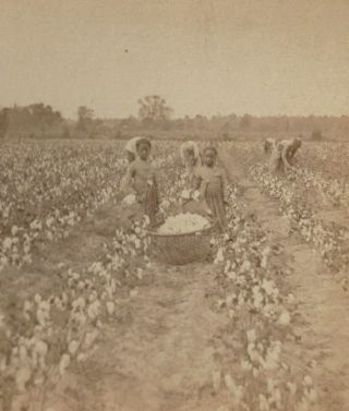 1870 ' s Savannah,  Georgia - Black African American Cotton Pickers in Field 2