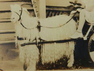 Vintage Black & White Photo Postcard Girl Riding a Sheep pulling a cart 2