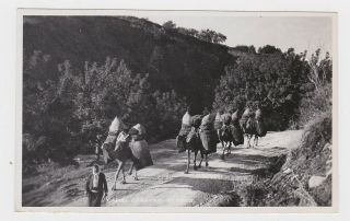 Old Real Photo Card Camel Caravan And Driver Cyprus Around 1955 Painswick