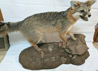 Vintage Gray Fox Mount On Clay Rocky Base With Leaves.  Rustic Cabin Decor