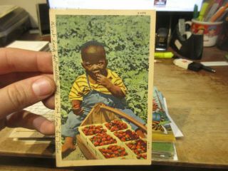 Vintage Old Postcard Michigan Pigeon Black African American Boy Eat Strawberry